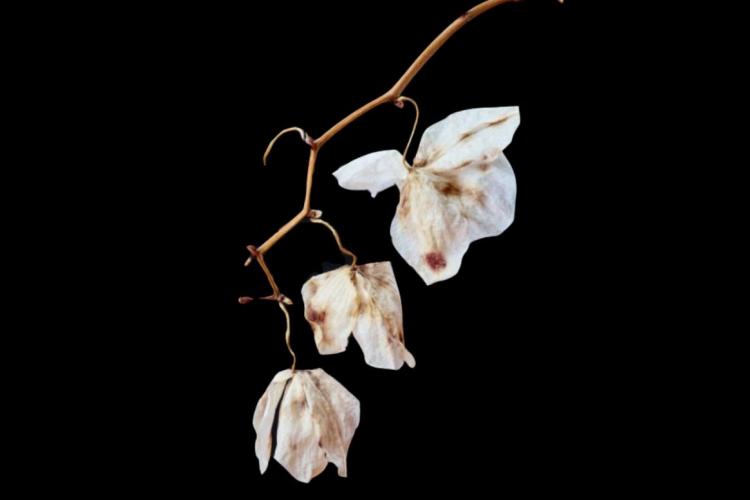 Leyro_Dry_orchid