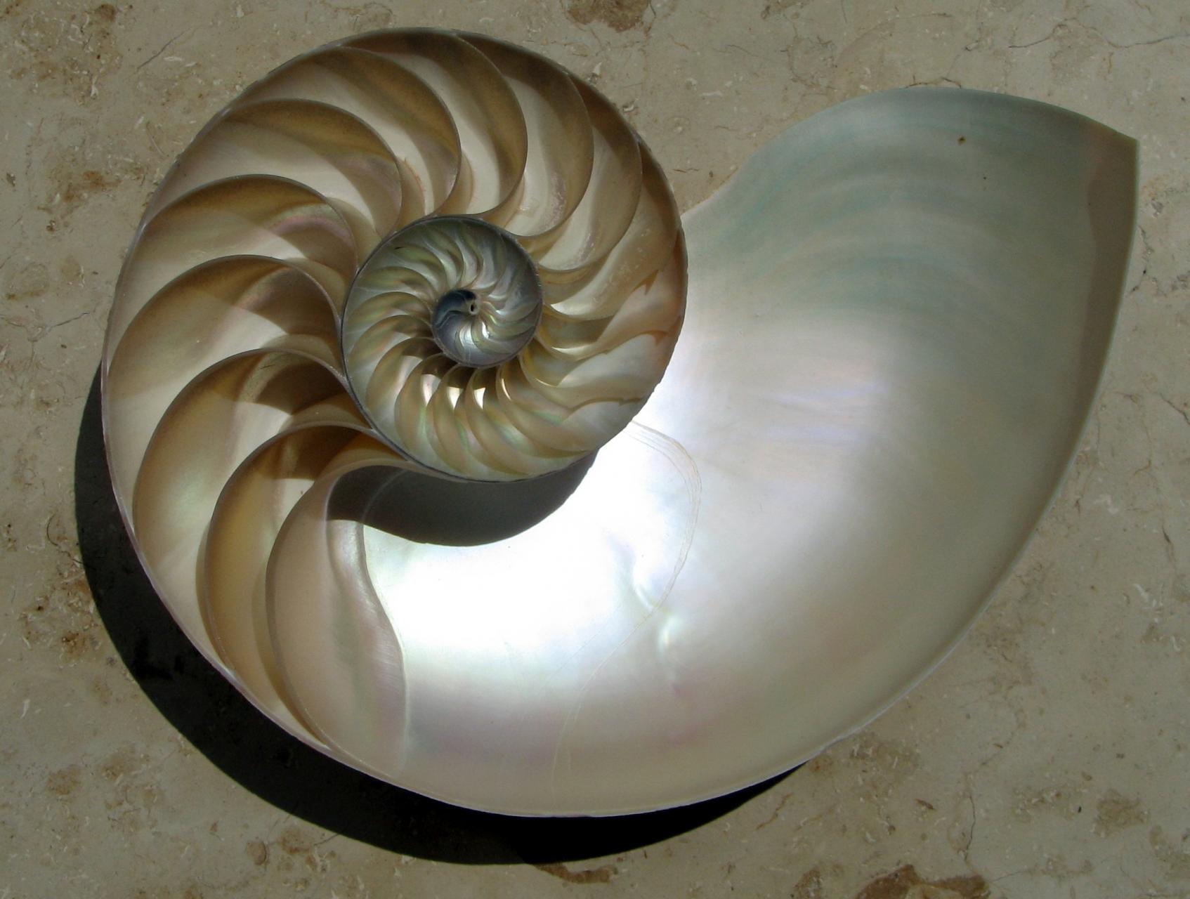 Nautilus_labTIS